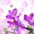 Chiase.wapsite.me anhdong 38