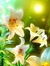 Chiase.wapsite.me hoa 04