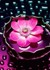 Chiase.wapsite.me hoa 05