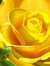 Chiase.wapsite.me hoa 10