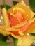 Chiase.wapsite.me hoa 12