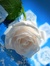 Chiase.wapsite.me hoa 13