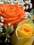 Chiase.wapsite.me hoa 16